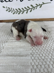 Blue Merle Male 1