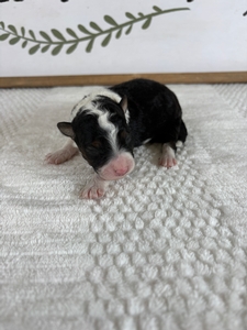 Tri Male 4