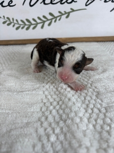 Chocolate Female 2