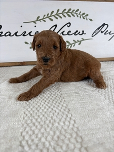 Male 535 2lb 12oz