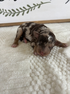 Chocolate Merle Male 2