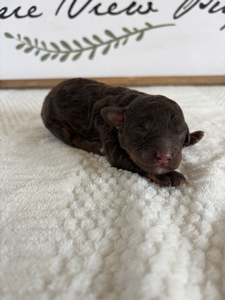 Chocolate Phantom Male 3