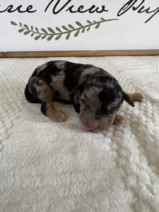 Blue Merle Female 1