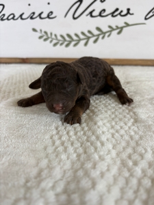 Chocolate Phantom Female 2