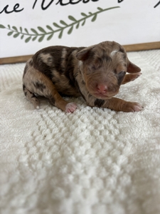 Chocolate Merle Female 3