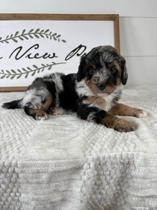 Merle Female 553