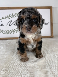 Merle Female 552