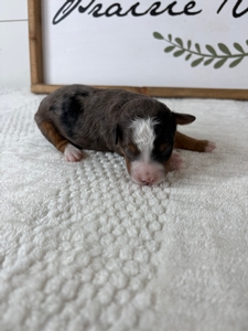 Blue Merle Male 1