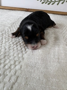Tri Female 1