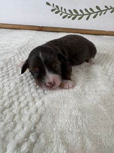 Blue Merle Female 2