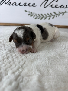 Blue Merle Parti Female 3