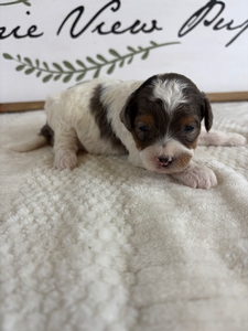 Blue Merle Parti Female 3