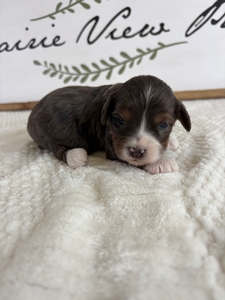 Blue Merle Female 2