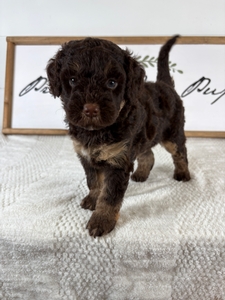 Chocolate Phantom Female 568 3lb 11oz