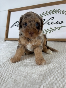 Chocolate Merle Female 571 3lb 7oz