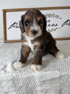Blue Merle Female 2