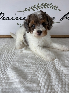 Blue Merle Parti Female 3