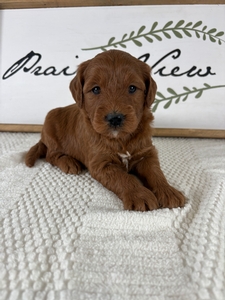 Male 008 3lb 15oz
