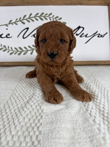 Male 007 3lb 14oz