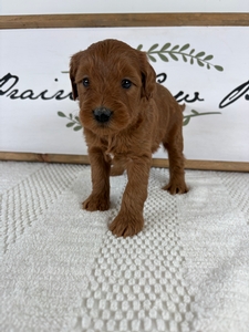 Male 014 3lb oz