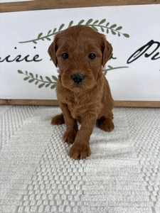Female 009 3lb 9oz