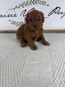 Female 005 2lb 8oz