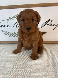 Male 002 3lb 7oz