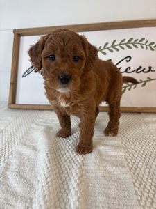 Female 010 3lb 2oz