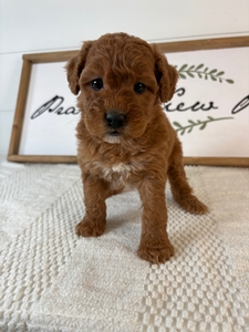 Female 003 2lb 10oz
