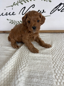 Female 016 1lb 13oz