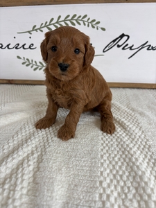 Female 034 2lb 7oz