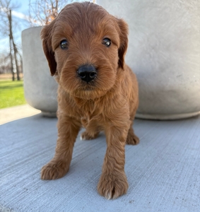 Male 073 3lb 14oz