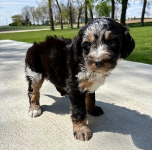 Blue Merle Tri Female 4