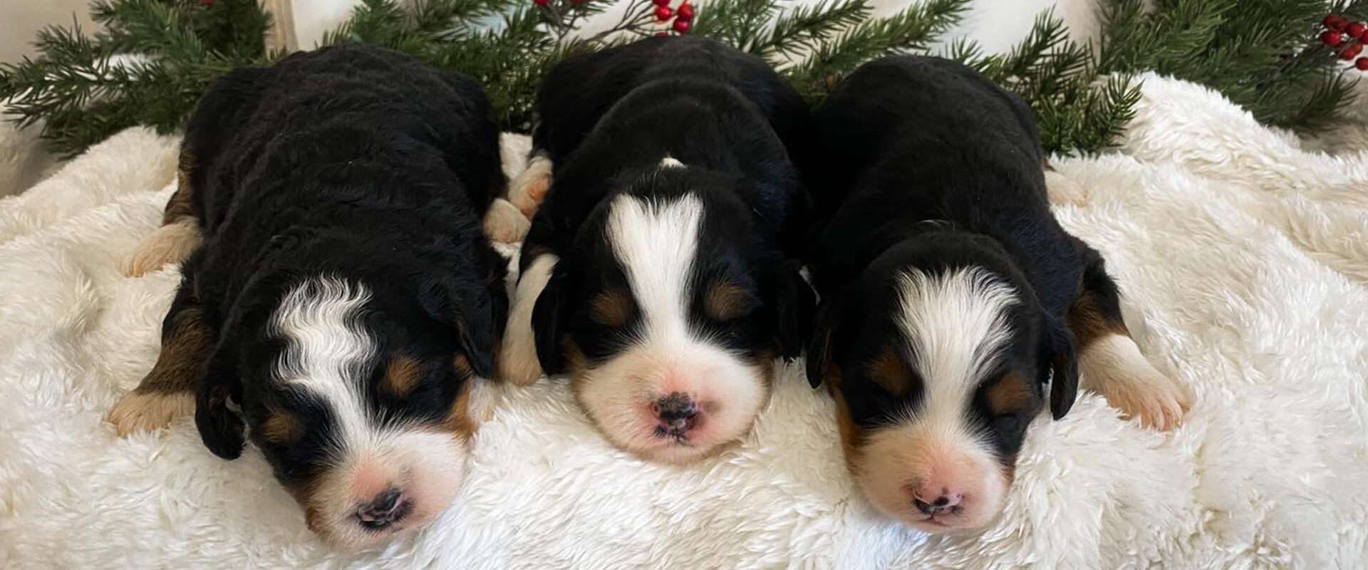 Privacy & Terms of Use