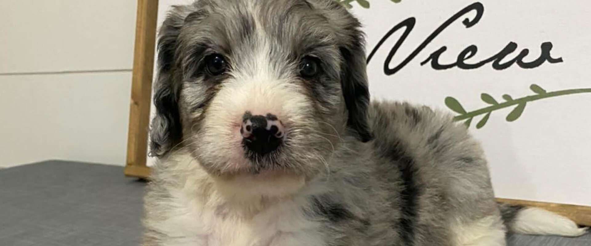 F1 Mini Aussiedoodles F1 Mini Aussiedoodles