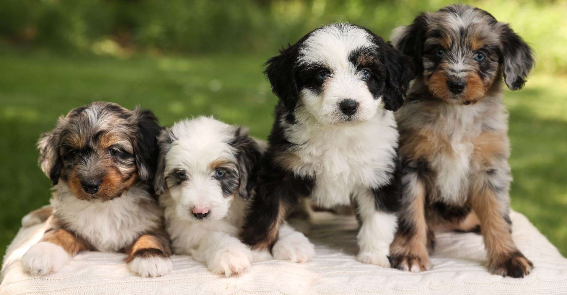 F1 Mini Aussiedoodles F1 Mini Aussiedoodles