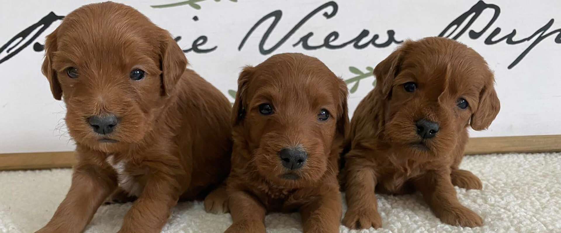 F1B Mini Goldendoodles