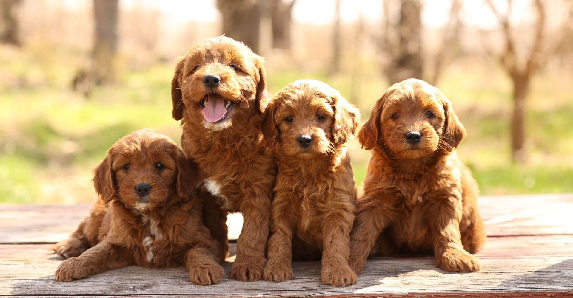 F1 Mini Goldendoodles F1 Mini Goldendoodles