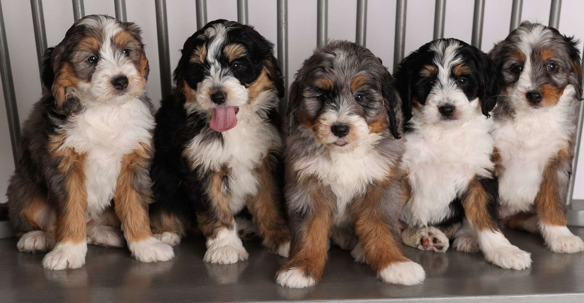 F1B Mini Bernedoodles