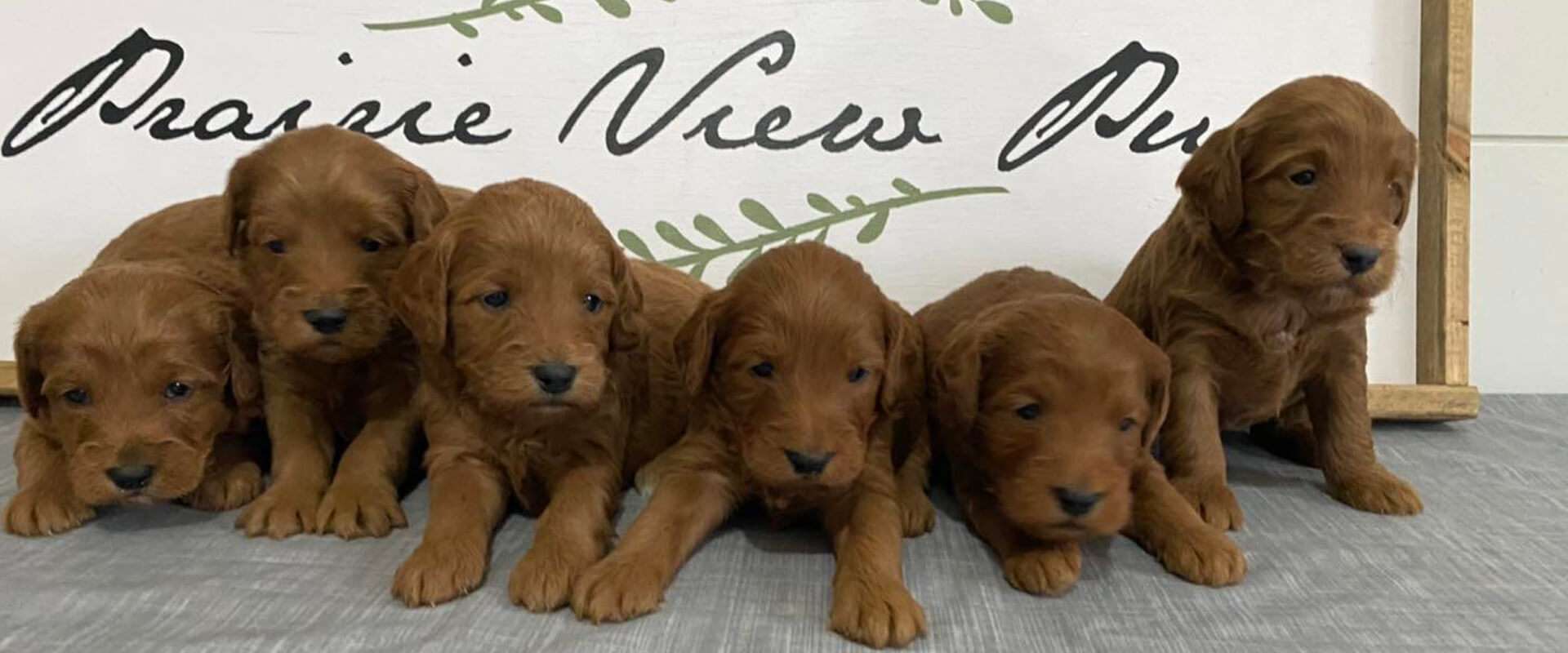 Future Litters Future Litters