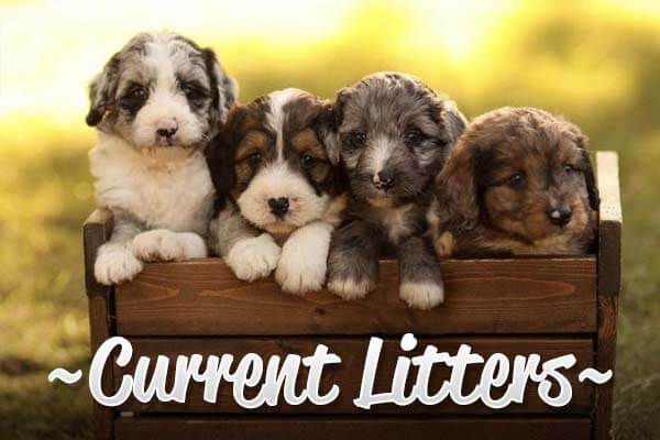 Current Litters Current Litters