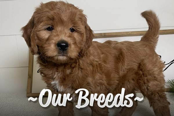 Our Breeds Our Breeds