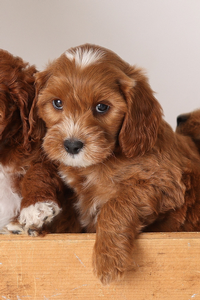 F1B Mini Goldendoodle
