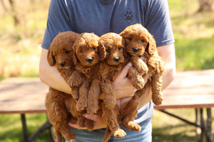 F1 Mini Goldendoodles